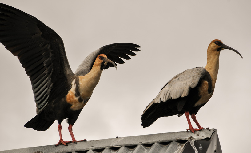 Its imposing presence