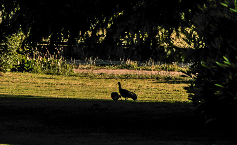 Choose the terrain with smooth and well-watered lawn