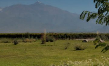 The Vines of Mendoza: A New Wine Vision