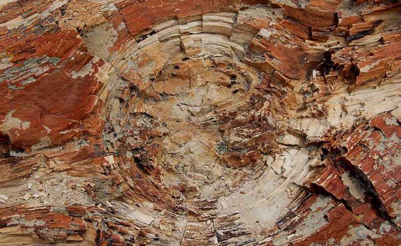 Materia inorgánica mineral en cada tronco