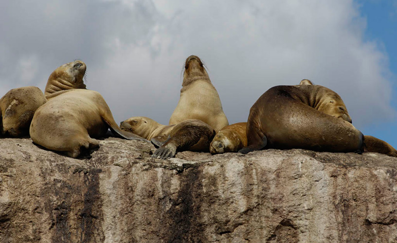 A seal colony