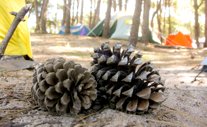 Surrounded by pine trees