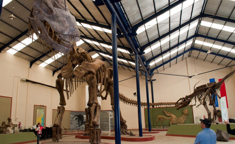 Original pieces of the world's largest herbivorous dinosaur