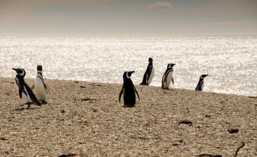 Estancia San Lorenzo, tierra de pingüinos
