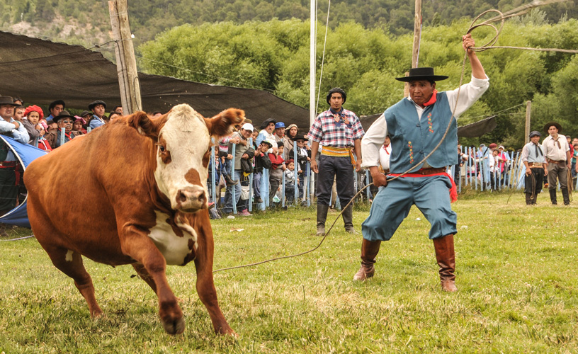 Ability with animals