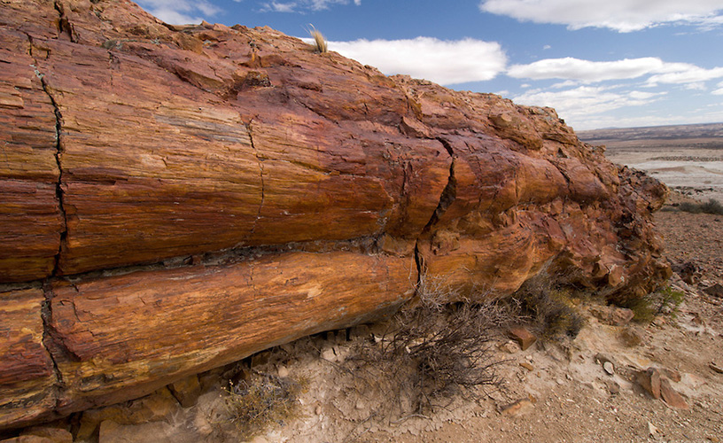 Restos prehistóricos en la superficie de la Patagonia