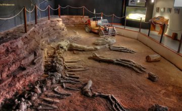 Un museo dedicado a los dinosaurios en El ChocÃ³n
