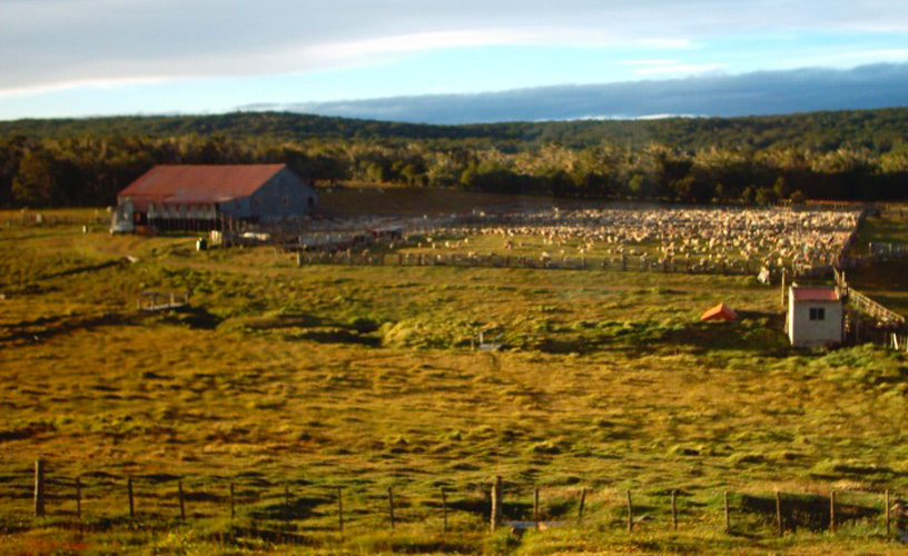 Campo dedicado a las ovejas