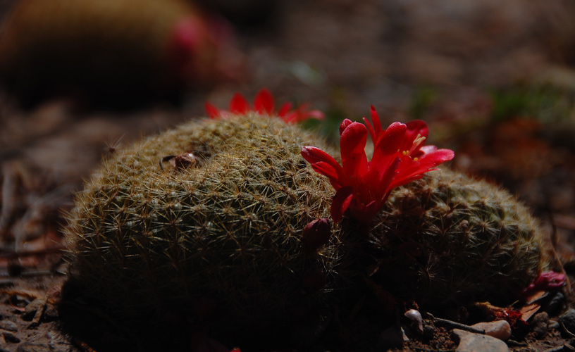 Distintas colonias de cactus