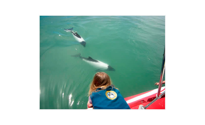 Commerson's dolphins