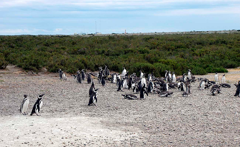 Lugar de residencia de colonias de pingüinos