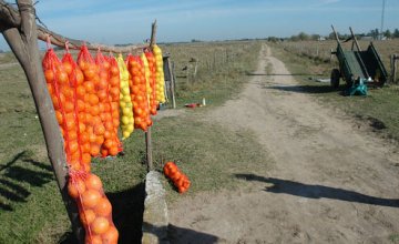 Citrus Culture Festival