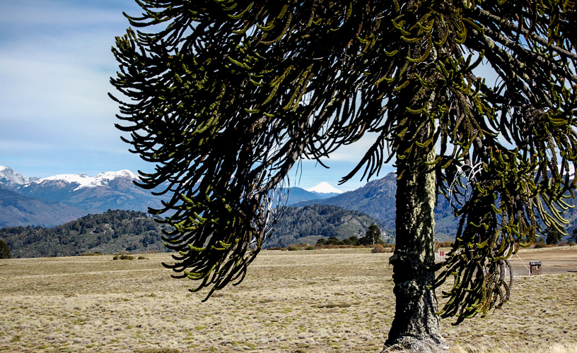 Árbol característico del área andina