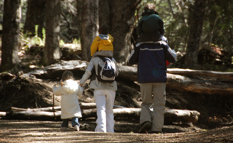 The mountain forests