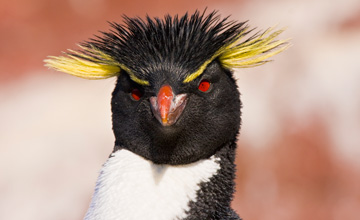 Navegación y avistaje en la isla Pingüino