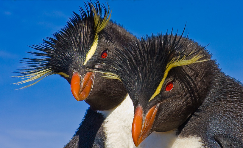 Southern rockhopper penguins