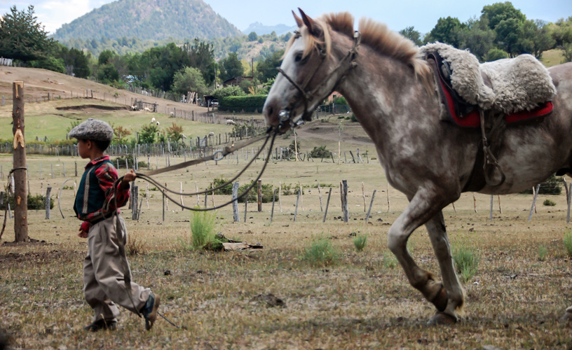 Familiarizarse con los caballos
