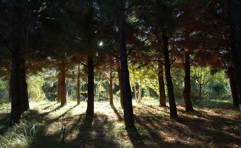 Un bosque abigarrado