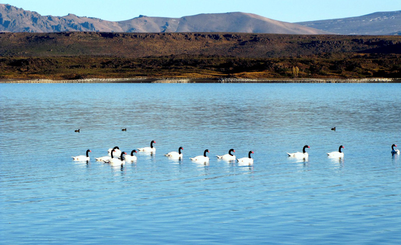 Black-necked swans - Photo: Diego Schro