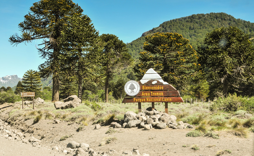 Ancient monkey-puzzle