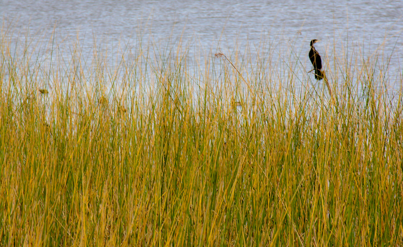 Even inside the marshlands