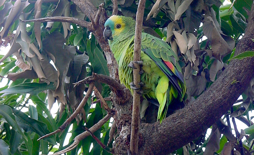 Un reservorio infinito de aves