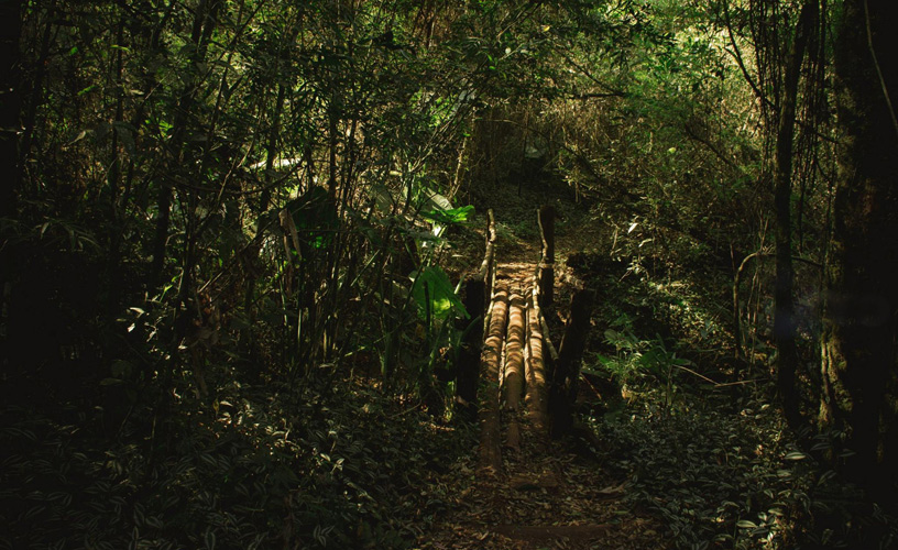 Una pequeña porción de monte nativo, dentro de la ciudad