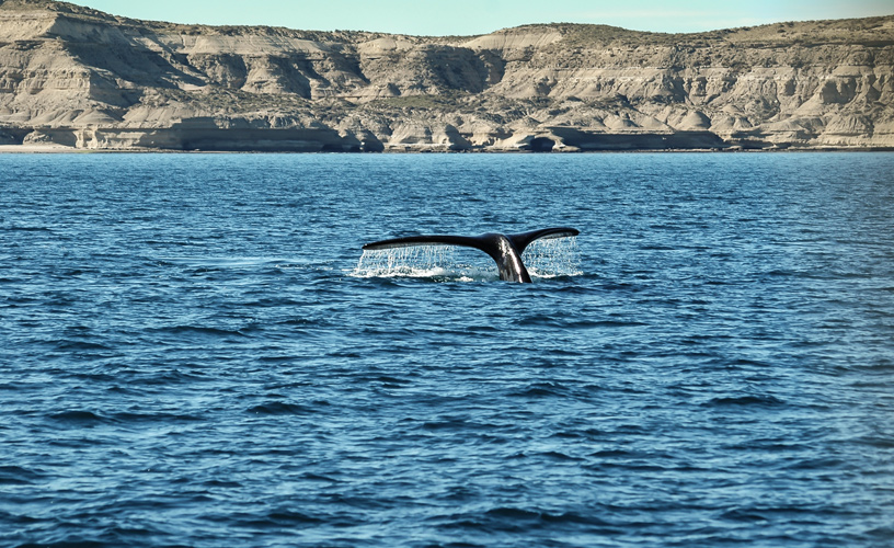 Avistaje de la ballena franca austral