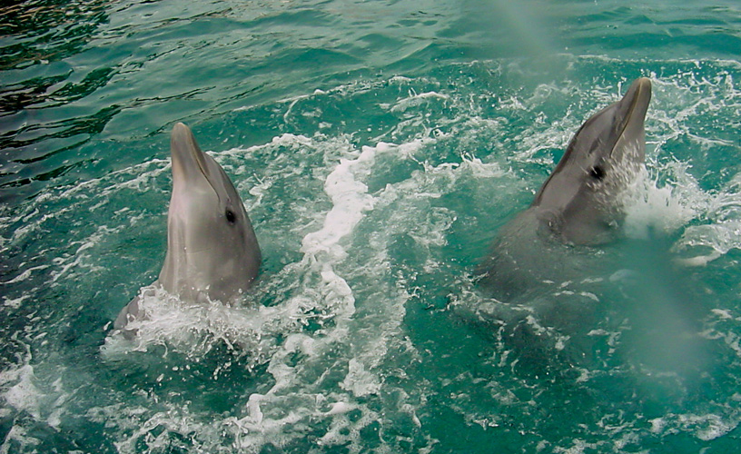 The dolphins show sweetness and affection
