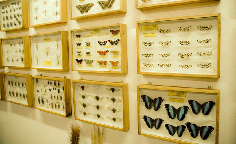 A wide array of colorful butterflies of all sizes