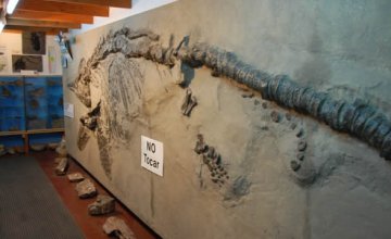 “Asociación Paleontológica Bariloche” Museum