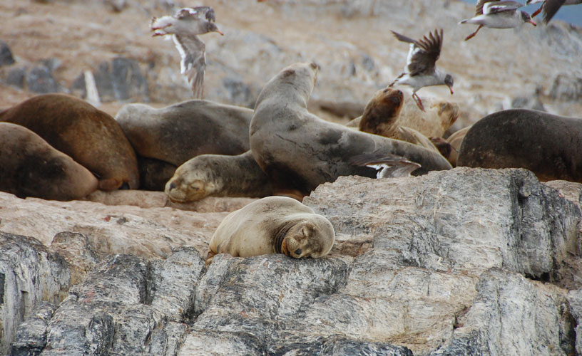 A sea lion colony