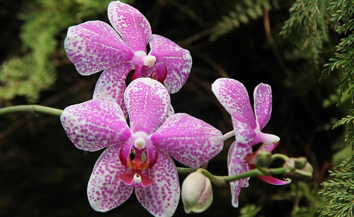 Una importante muestra de orquídeas