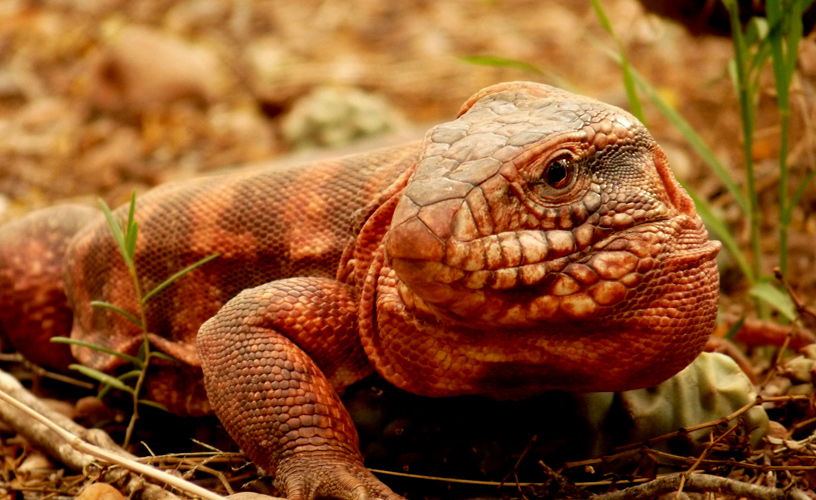 Red lizard - Photo: Emilio Daher