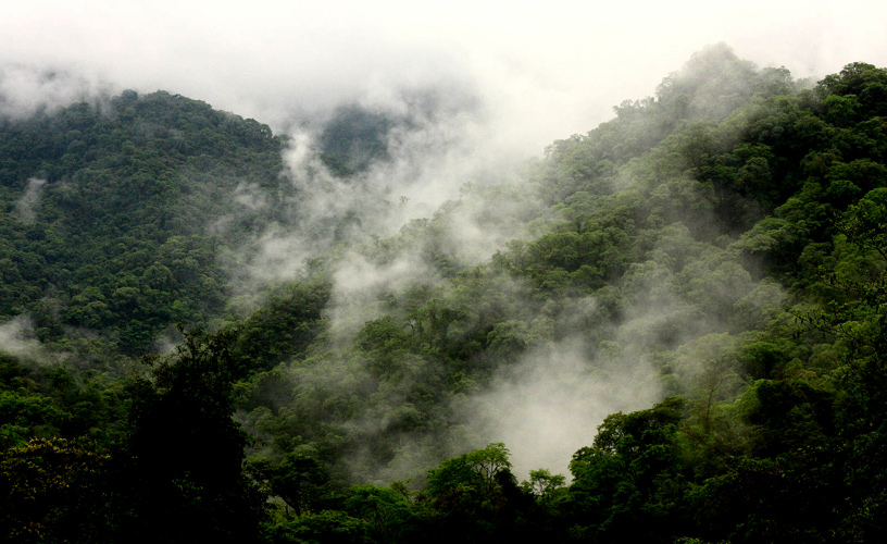 Lush jungle - Photo: Baltasar Ramos