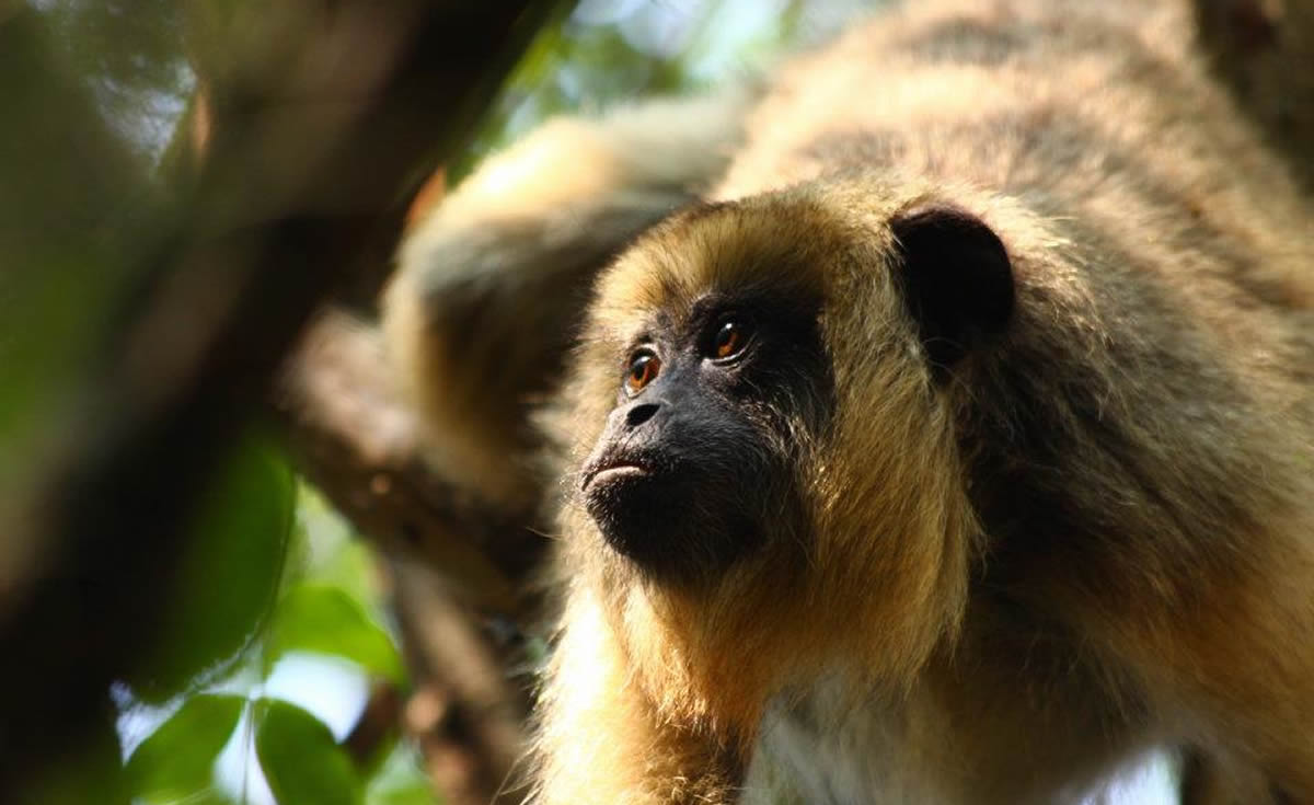 Caray monkey, wildlife sighting