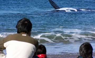 Avistaje de ballenas desde playa El Doradillo