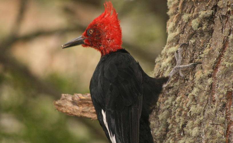 The Magellan woodpecker