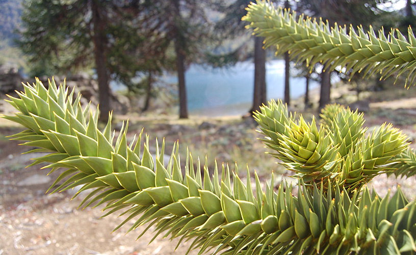El parque temático Las Araucarias