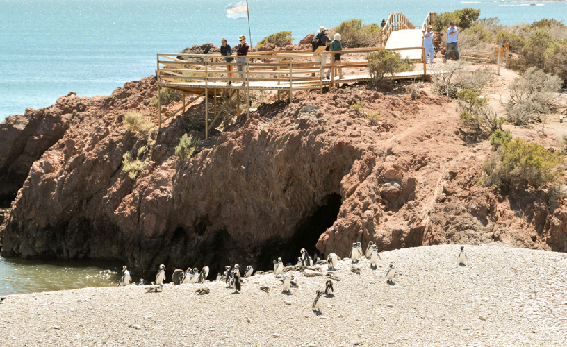 La mayor colonia continental del pingüino de Magallanes