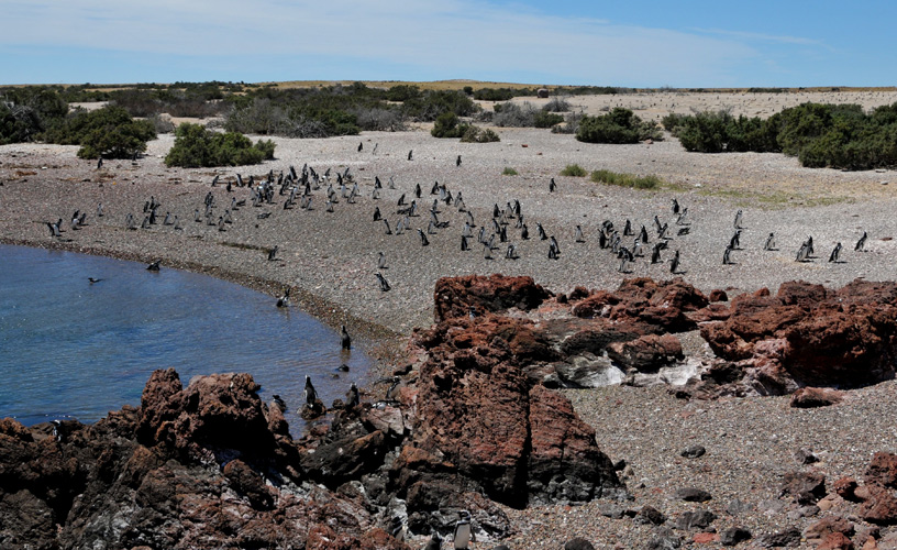 La magnitud de la colonia de pingüinos