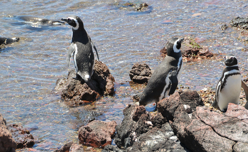 El mar como compañía