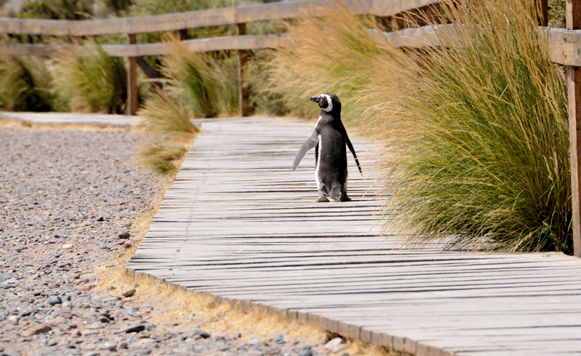 Ellos siguen con su vida cotidiana