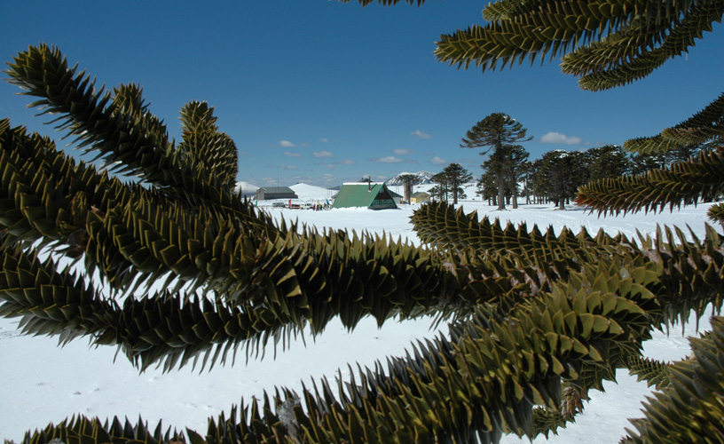 Incredible ancient monkey-puzzle tree woodlands