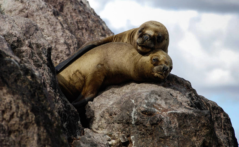 Breeding sites for southern sea lions