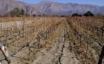 Believe in the Vines: Salta Wineries