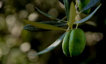 Maipú, cuna del olivo