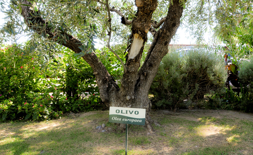 Olea europaea, olive, olive or olive tree
