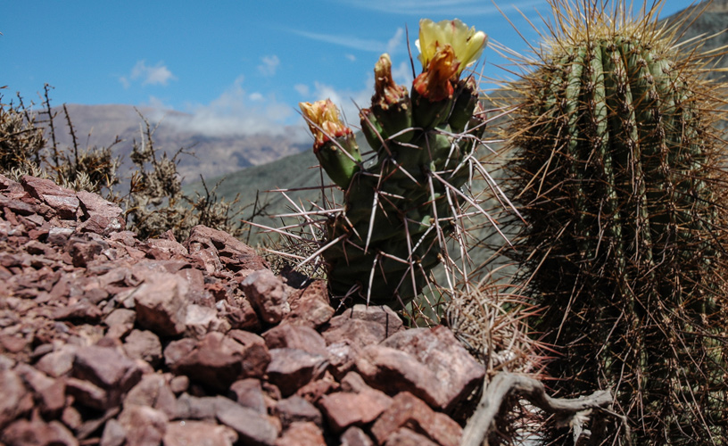Cactus florecidos