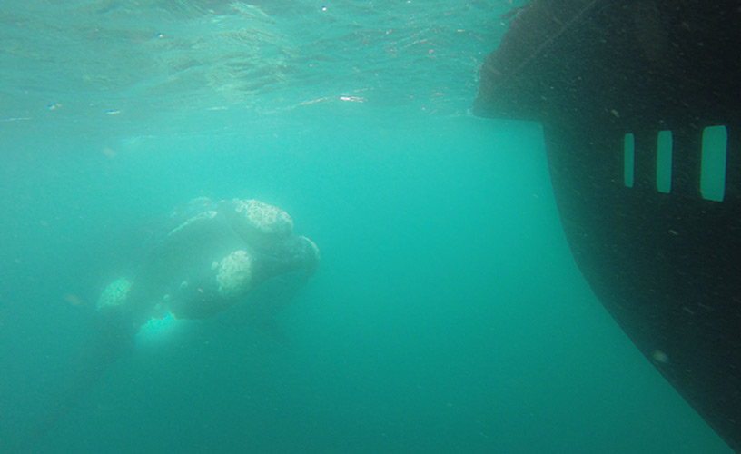 A curiosear qué hay dentro del submarino